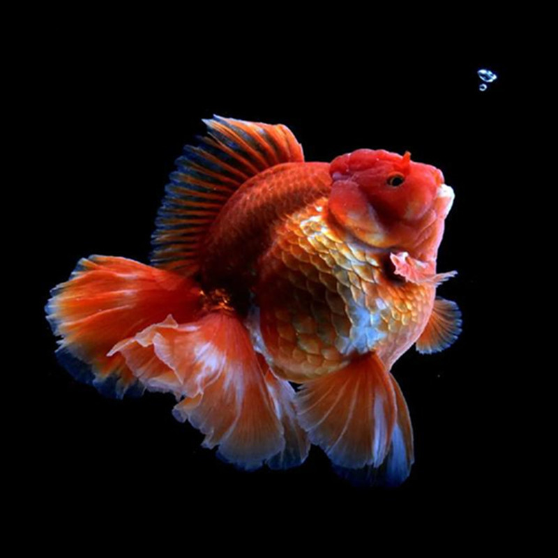 精品原塘直发金鱼观赏鱼顶百褶泰狮国狮元宝狮熊猫水泡珍珠兰寿
