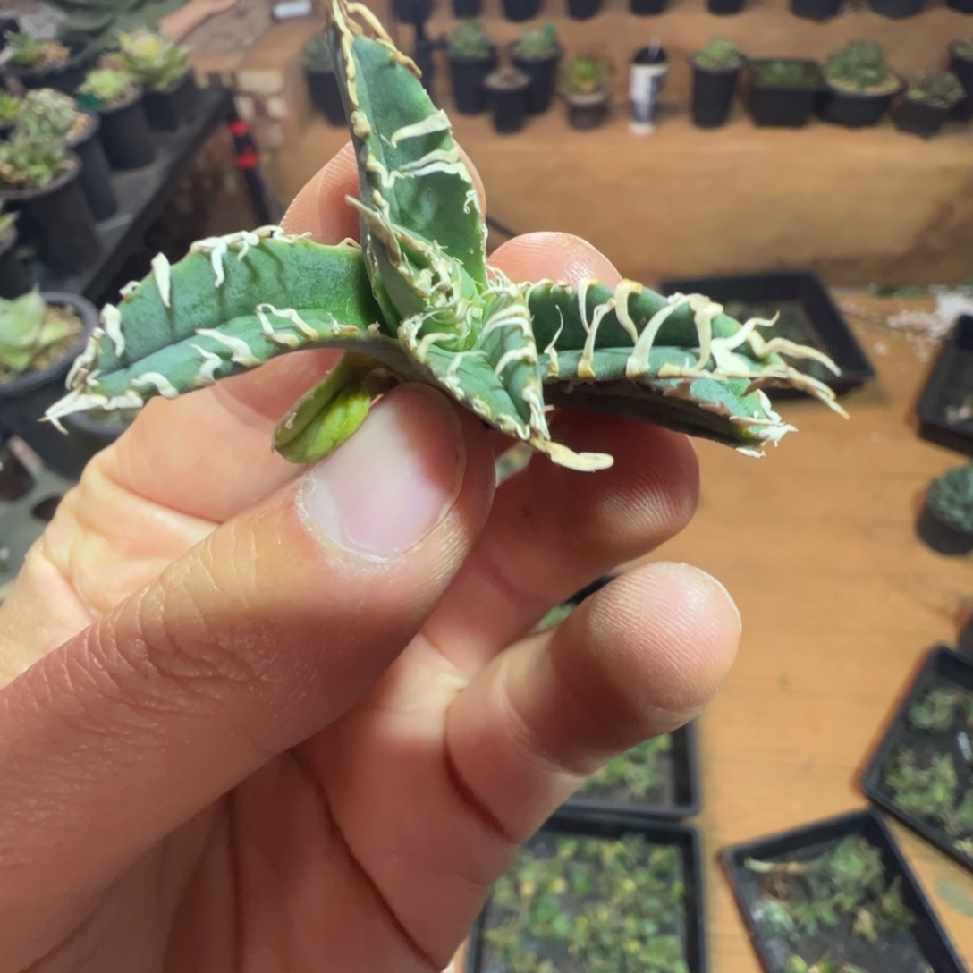 无***人白幽灵大大大大大加