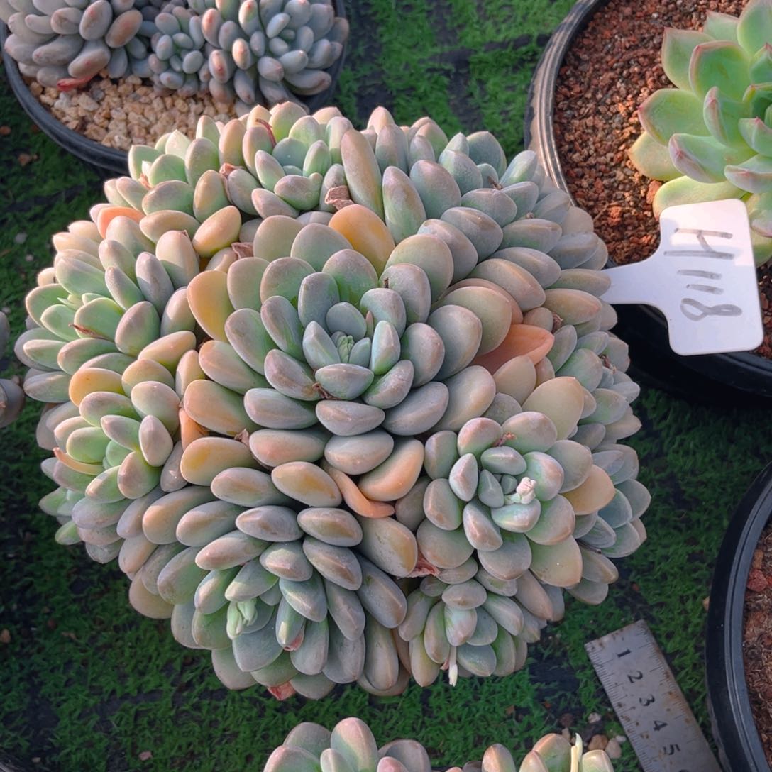 香芋8888888888美人