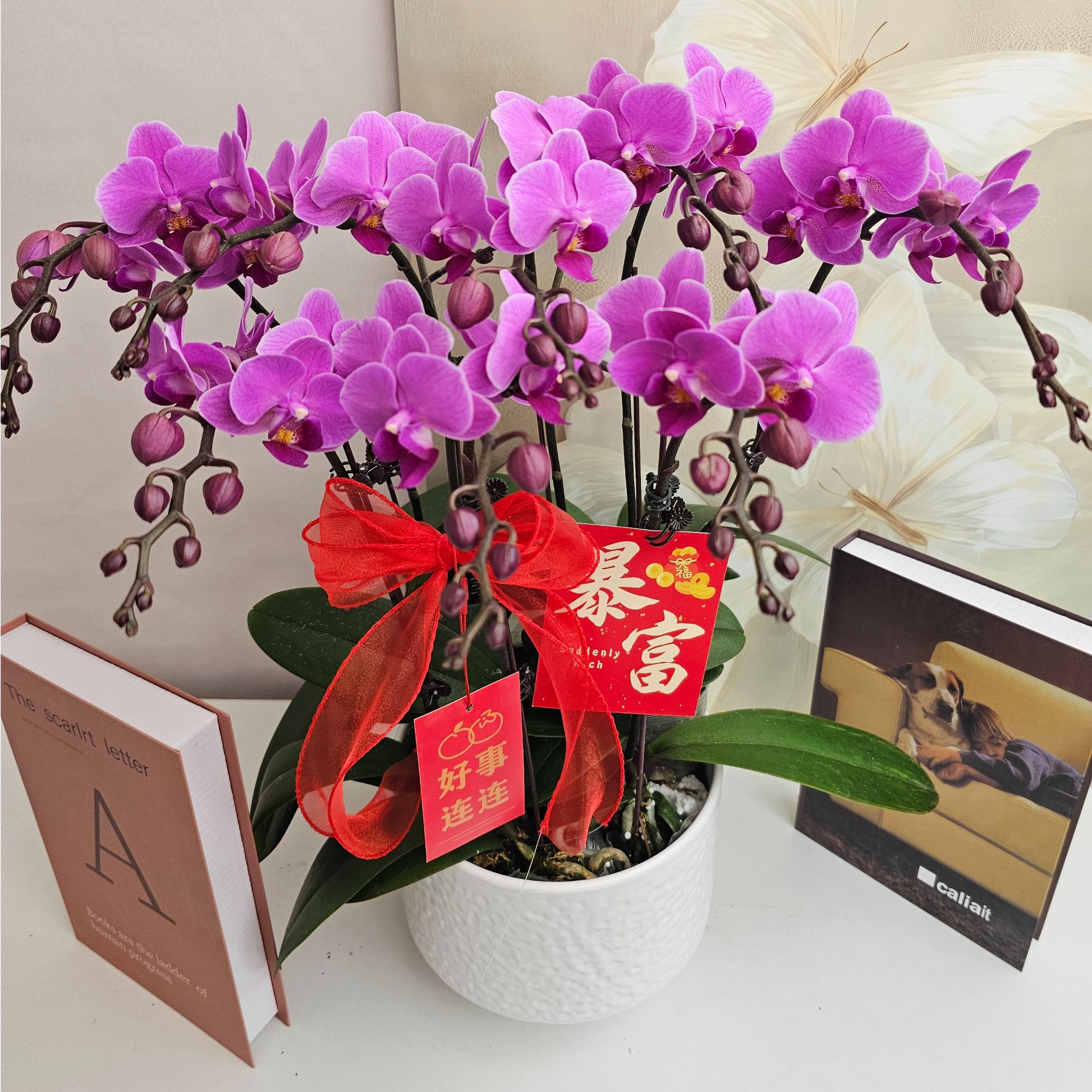 蝴蝶兰【婚宴】鲜花盆栽室内观赏花花佛山基地直发好养易活