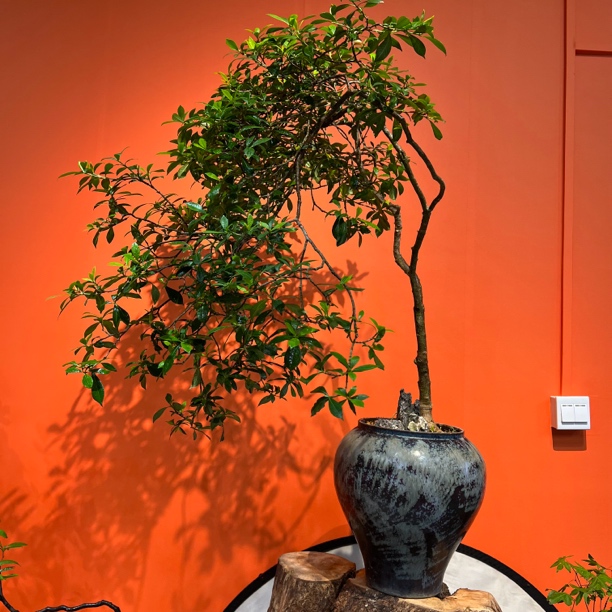 海岛栀子花造型盆景适合家居办公摆放