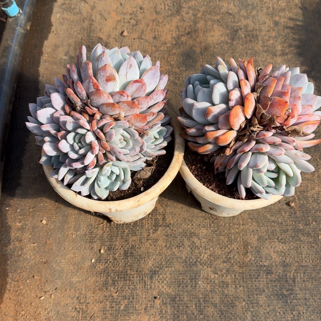 2个白盆橙梦路5号棚