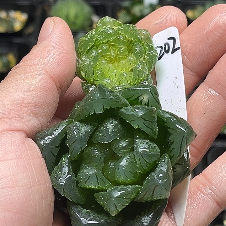 202翠云玉露锦+巨大化龙鳞玉露