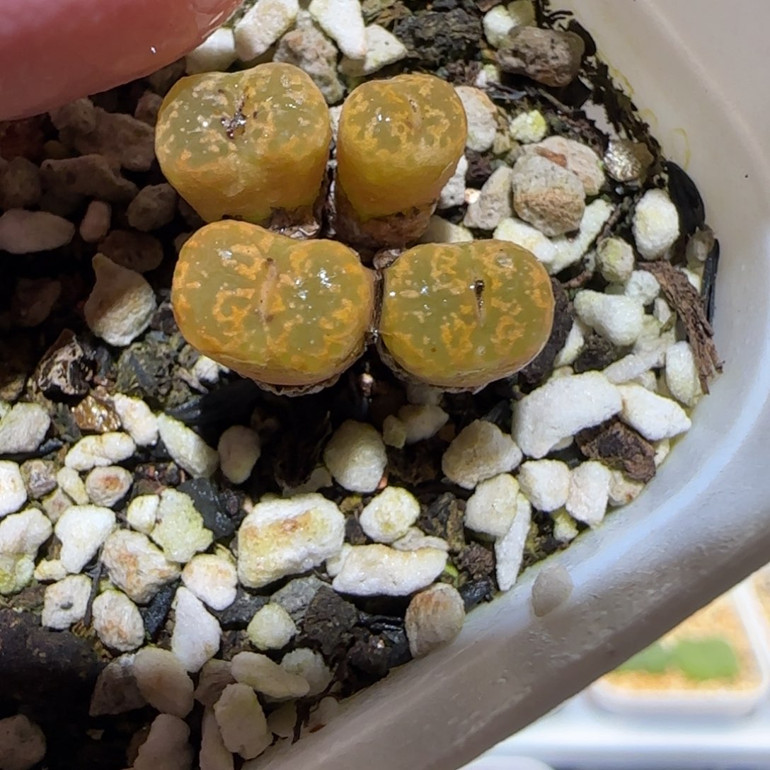 肉锥多肉植物百科-勋章1192