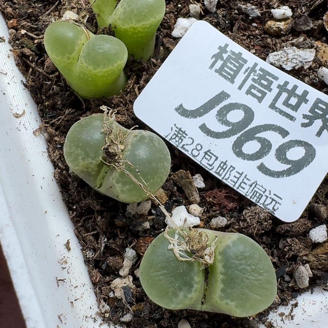 是***～多肉植物的人生vbb
