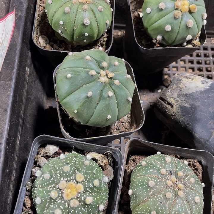 大南瓜带盆土发货