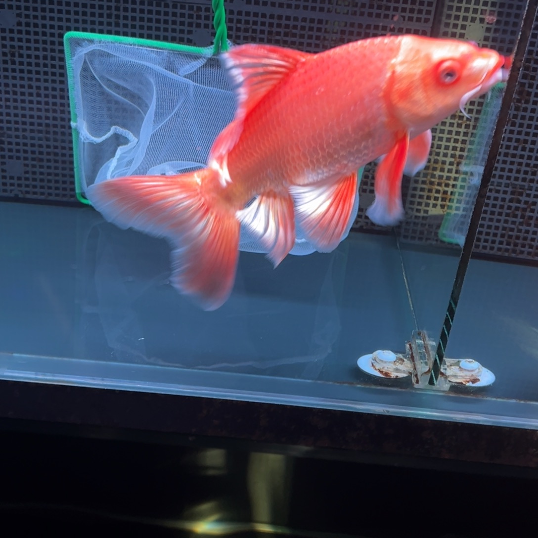 海水鱼@****@哈哈哈哈哈哈哈哈