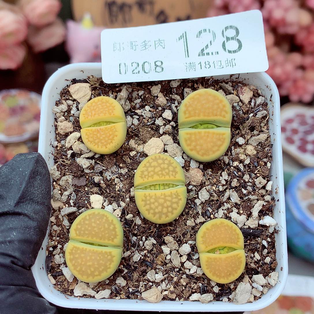 生石花满18包邮8-128