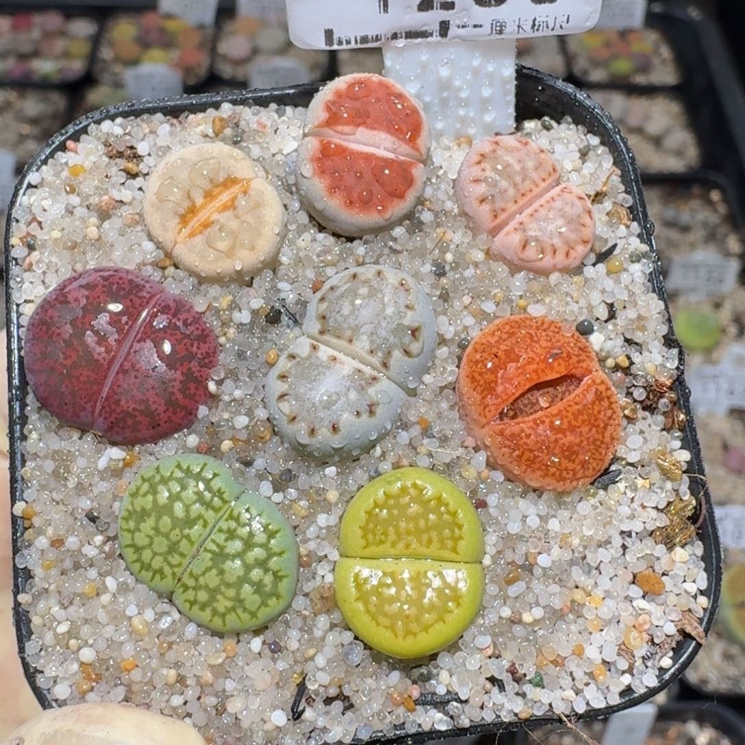 zzz美货便宜啦1233