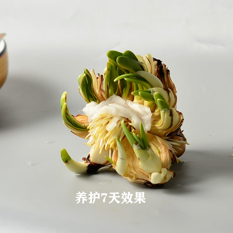 [水仙村妹妹][雕刻已养护10天]花王6-9花枝 老师傅雕刻漳州水仙花