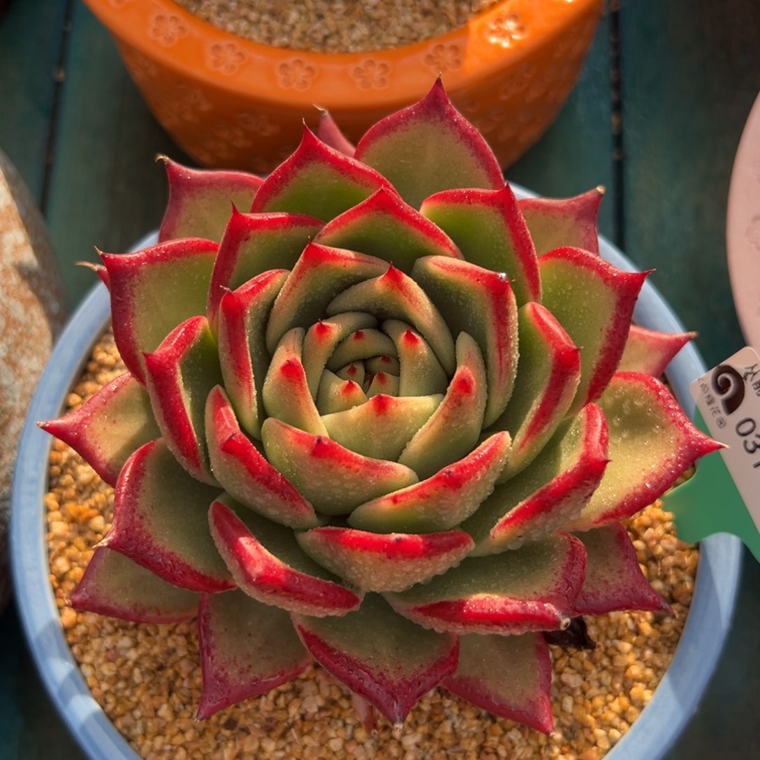 多肉一物一拍0311-17