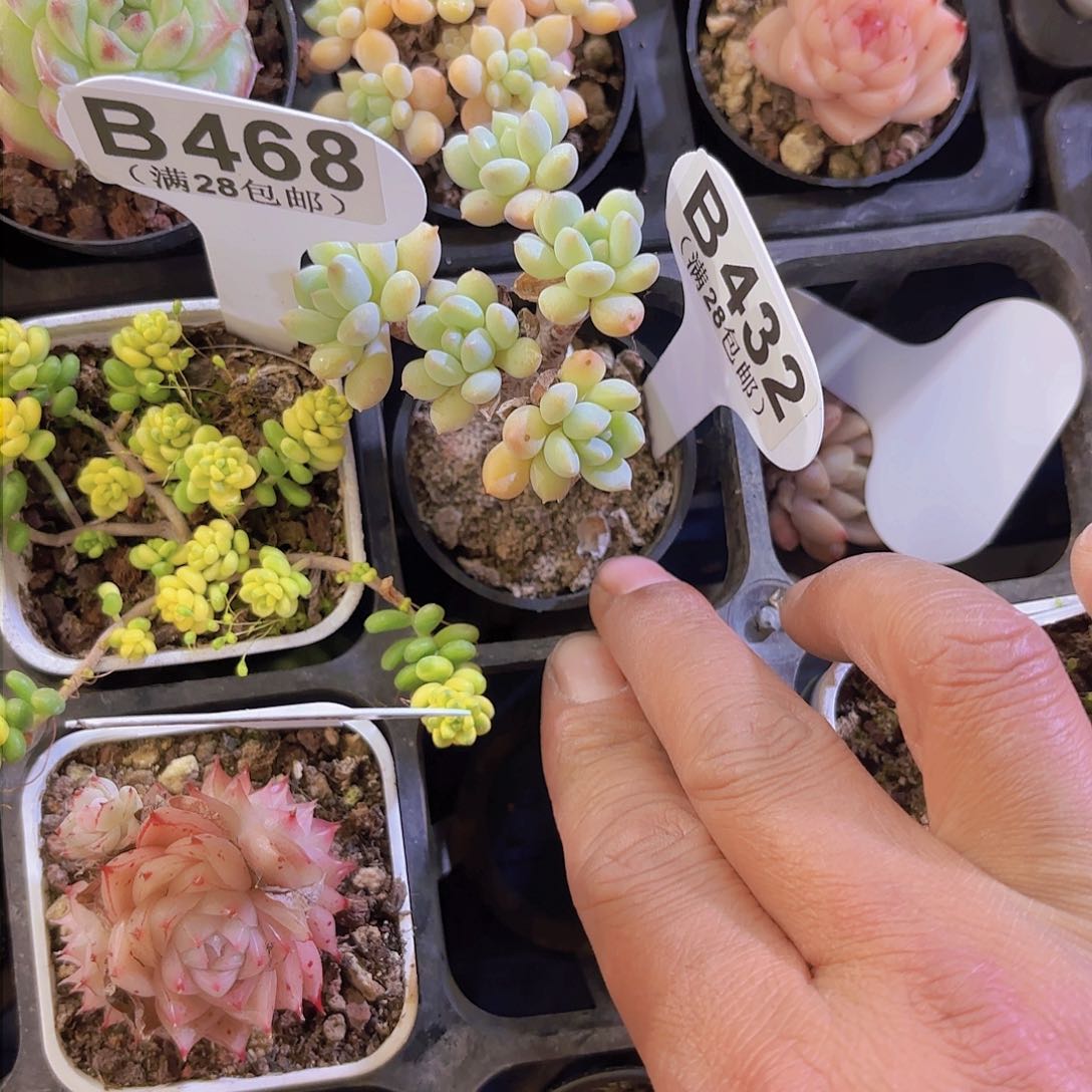 B432奶糖一物一拍