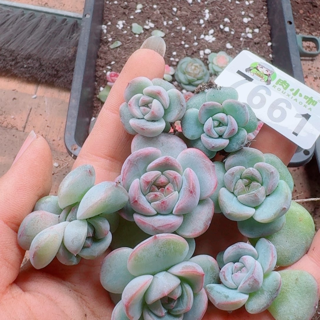 多肉植物多肉植物