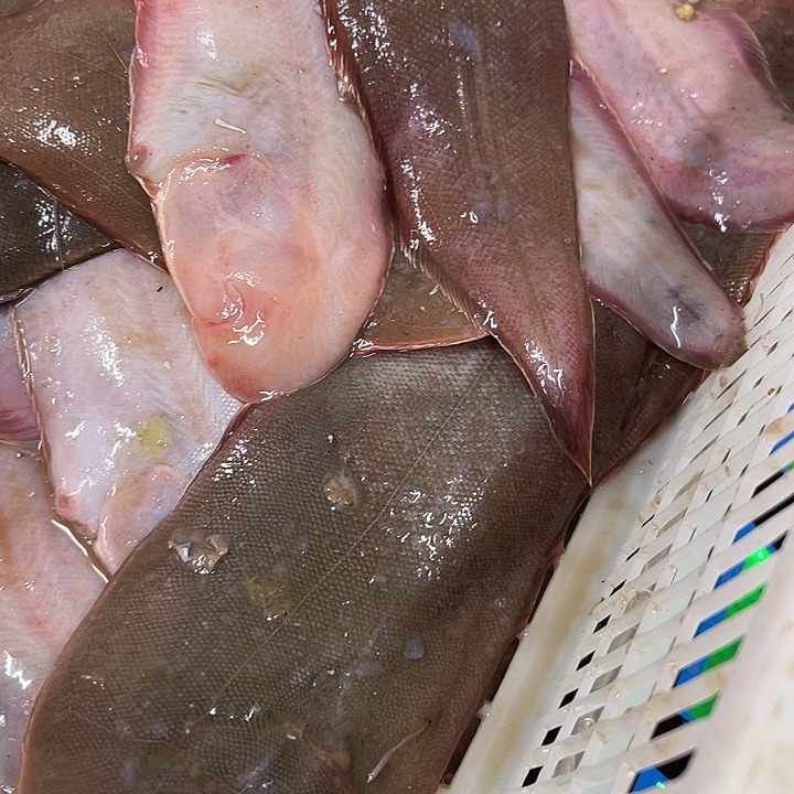 踏目鱼大河尖5.4.斤专拍老刘