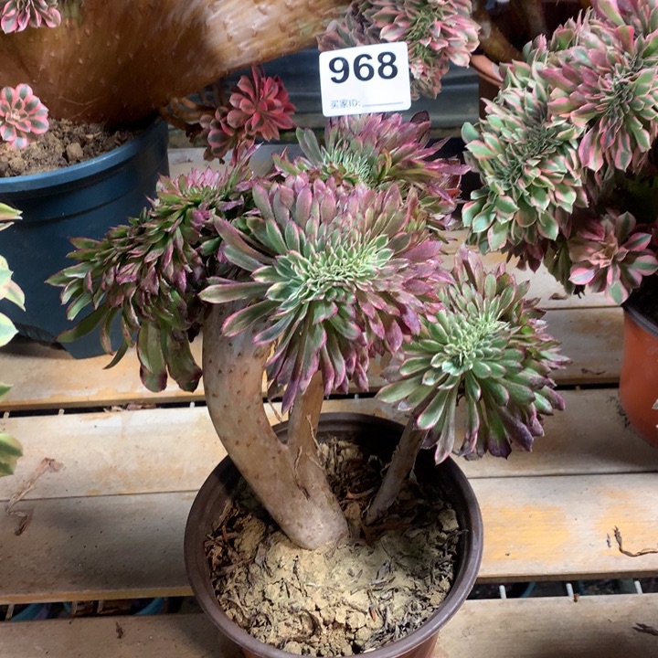 968水墨画缀多肉法师