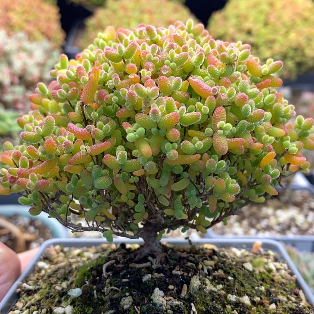 933蜜橘糖球 。        