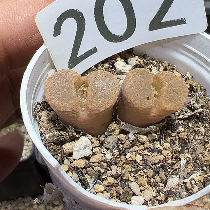 肉***子202号风铃多肉植物