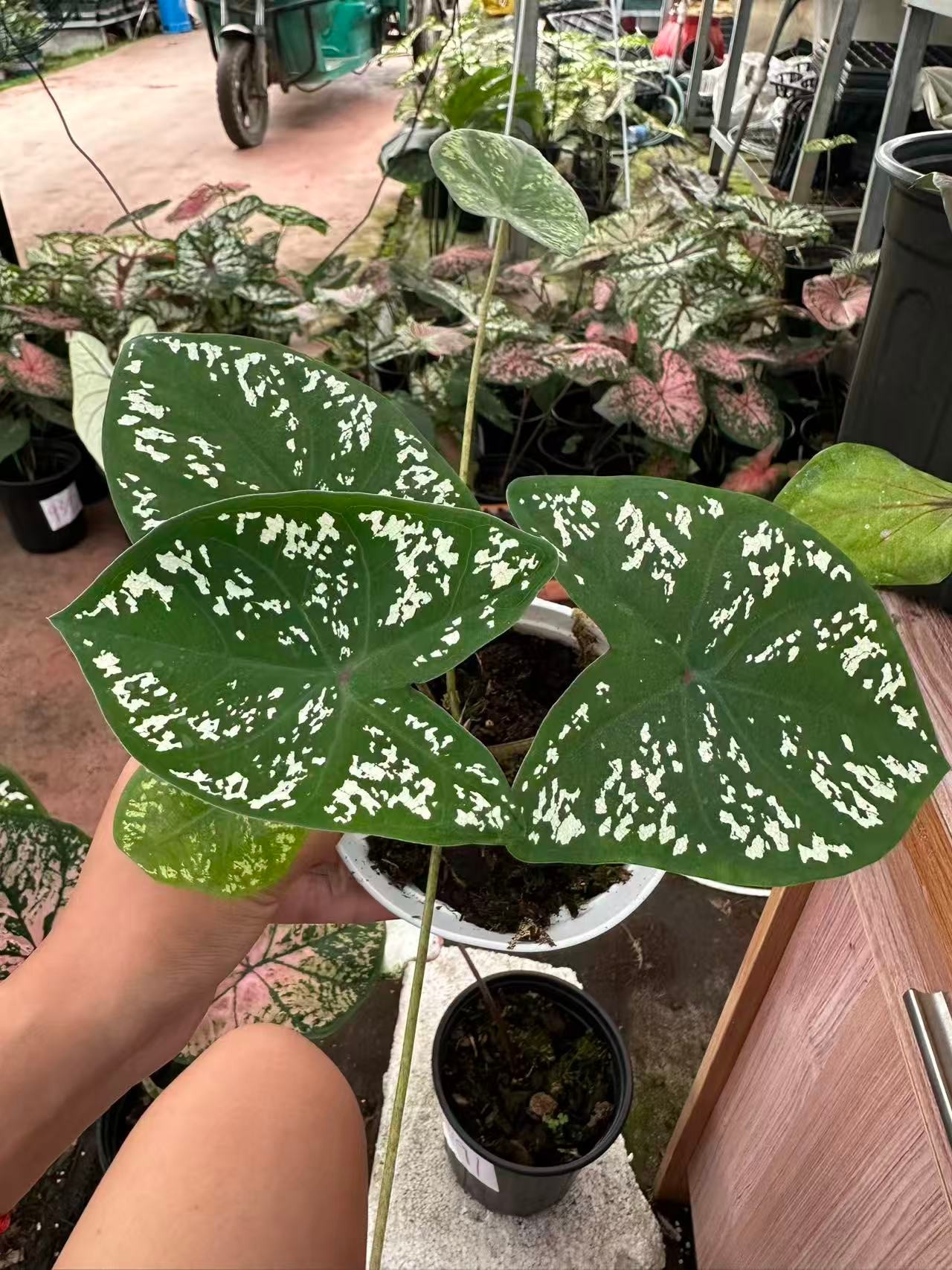 【老板卖花记】彩叶芋  梦幻