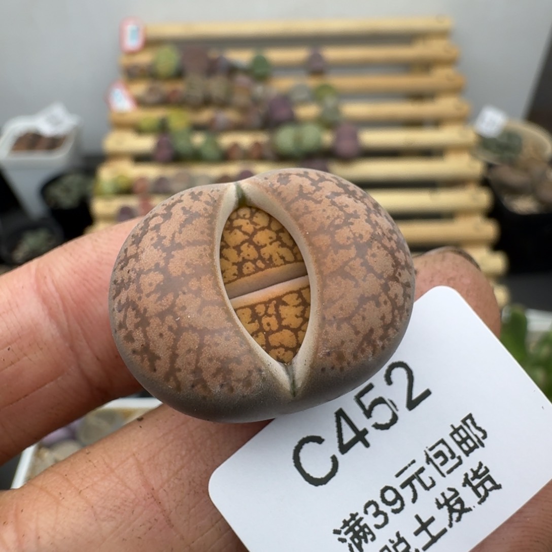 452哈哈哈哈哈哈哈哈哈