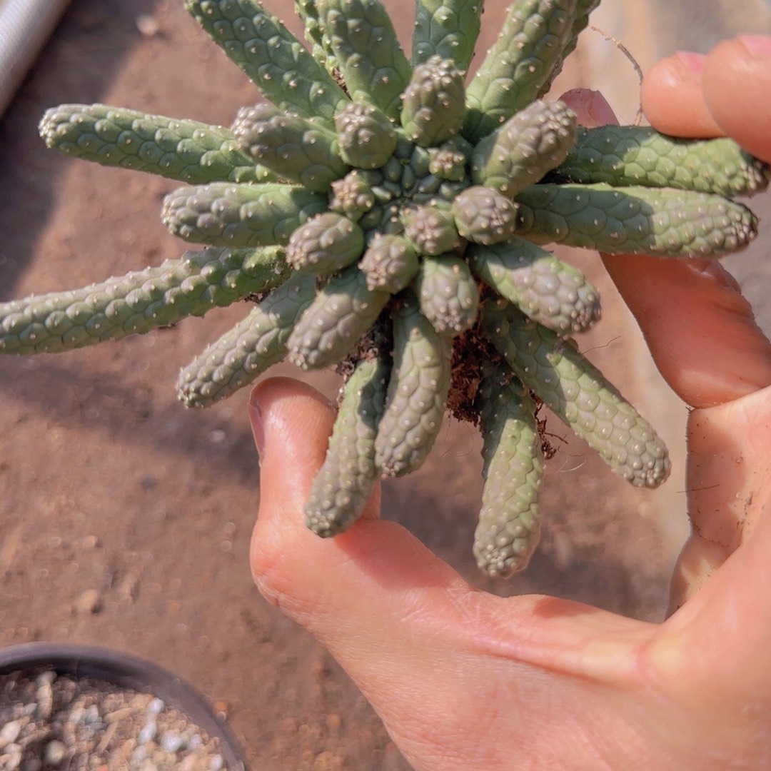 宗***。块根植物块根植物