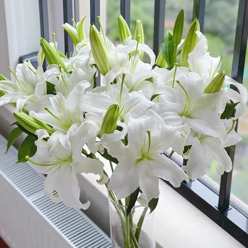 【西伯利亚】白色香水百合水养鲜切花店铺任意两单随机送配草