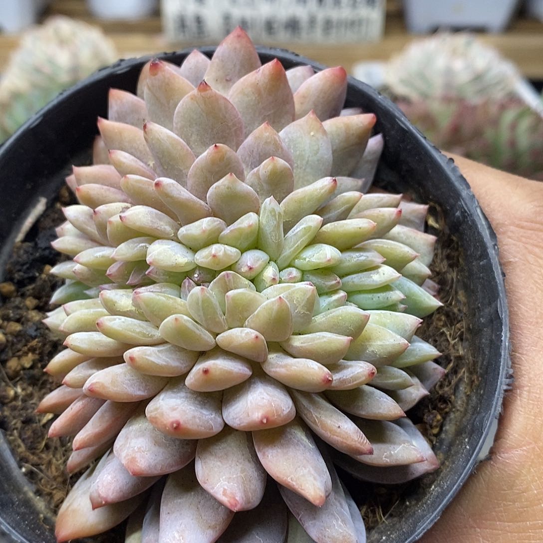 02110 冰魄缀化多肉