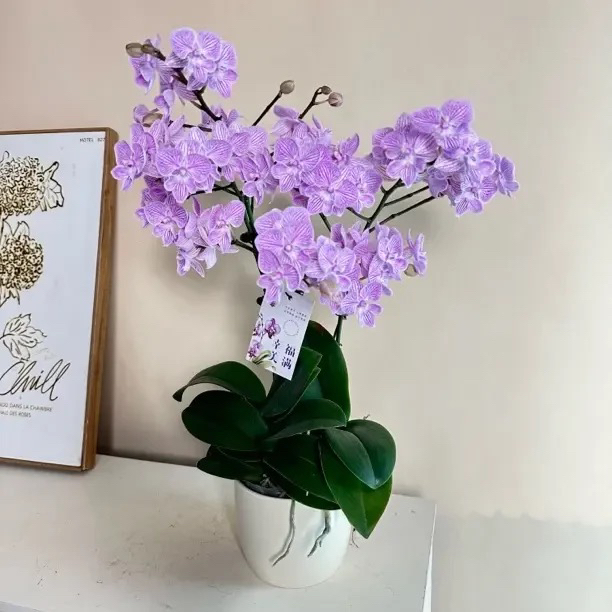 《樱花》进口蝴蝶兰 粉色好养耐活带花带花苞  基地直发 