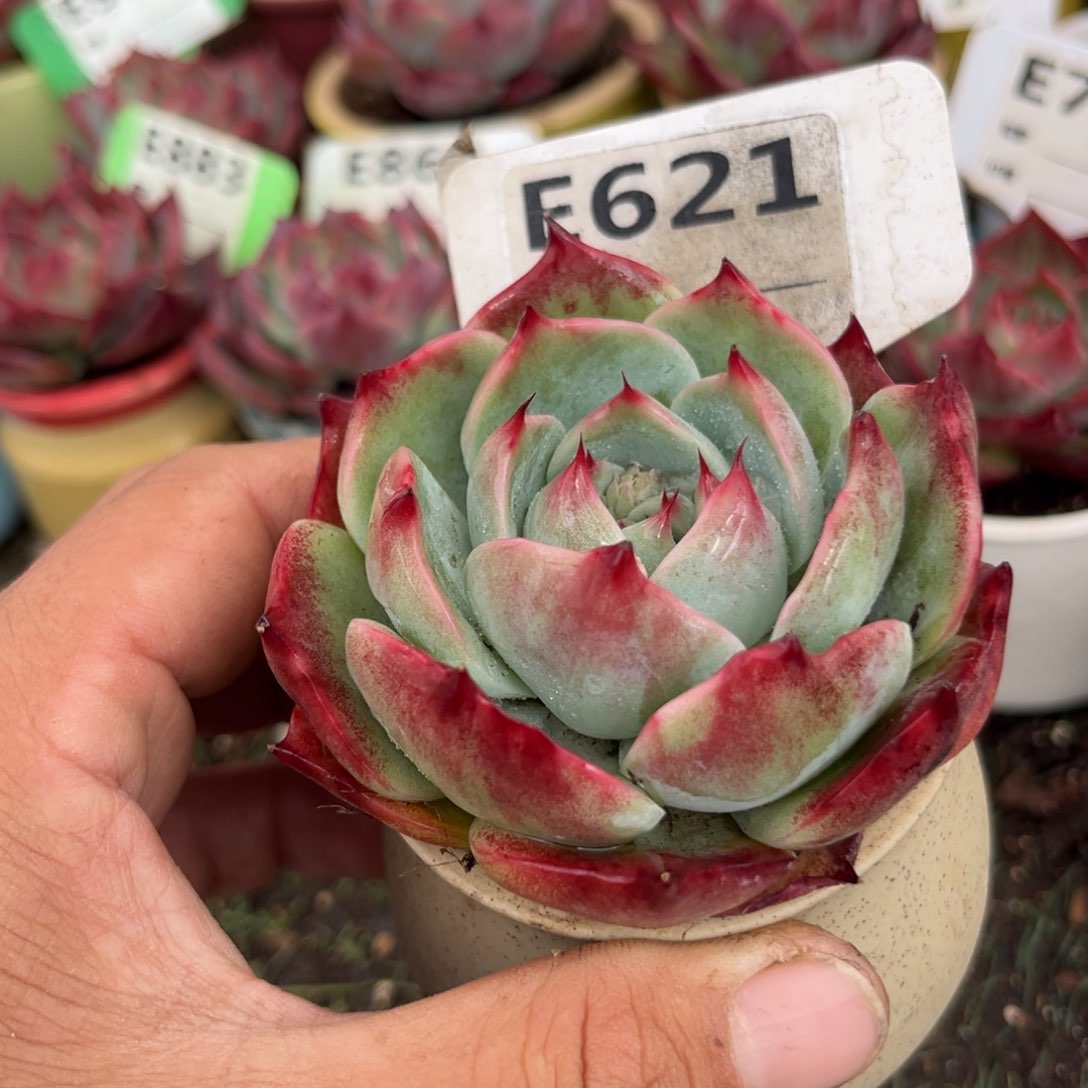 惊鸿一瞥621号多肉