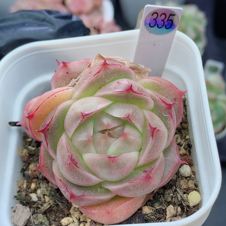 麦秆58包邮  群生不包整335