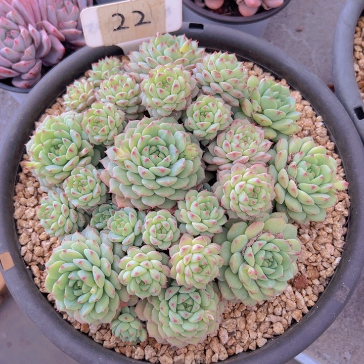 健健康康平平安安