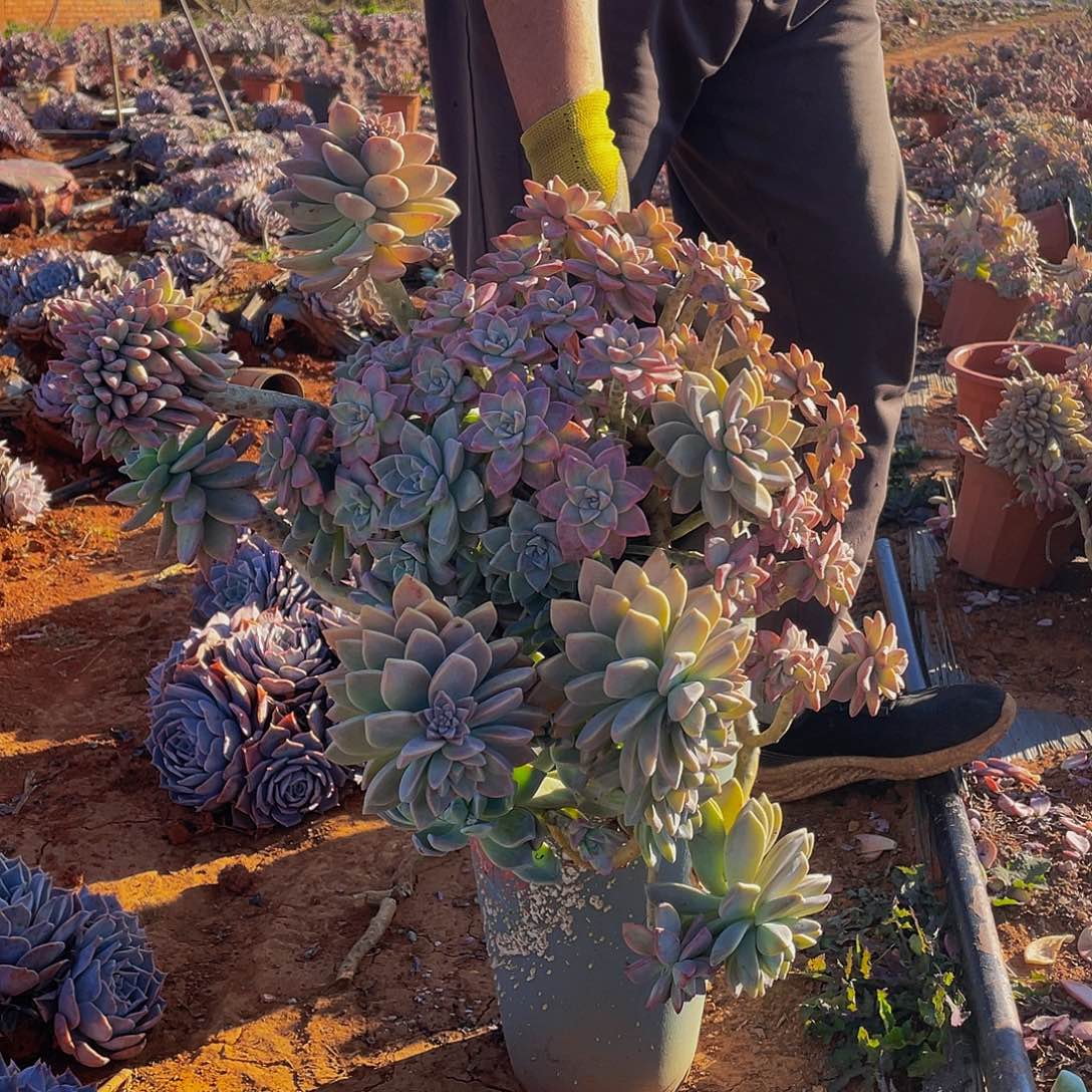 淡雪29:8多肉，飘枝多肉老桩，断头不售后