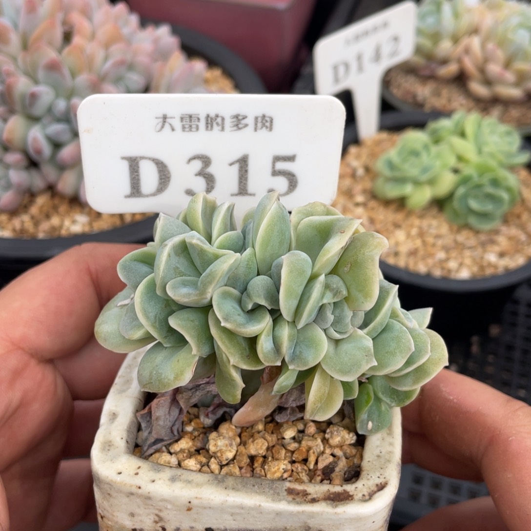 315可爱玫瑰缀不带盆8厘米