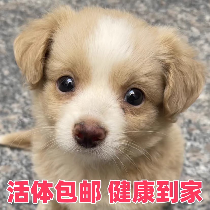 田园犬可爱活体混血幼犬出售可直播挑选