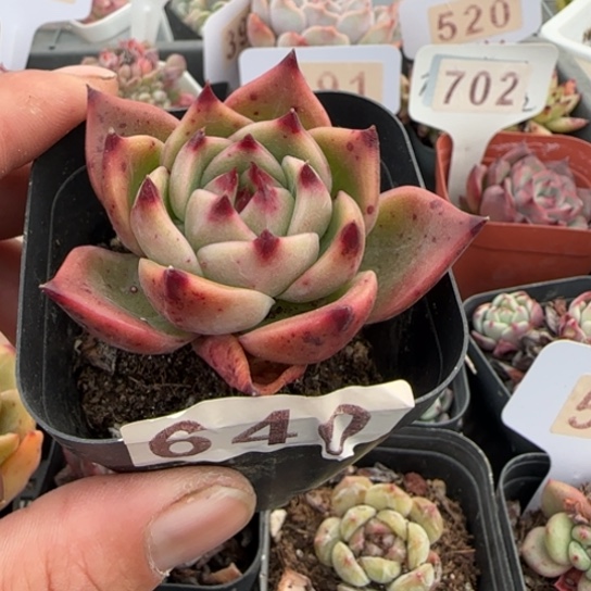 640蓝龙一物一拍多肉