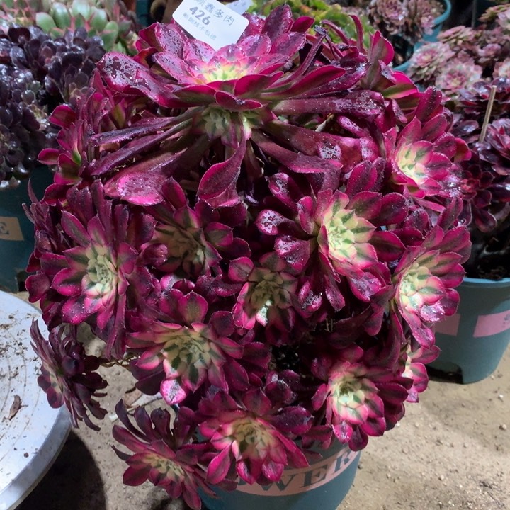 426红同多肉植物