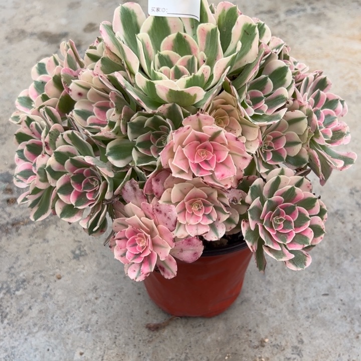 282布加迪23厘米左右