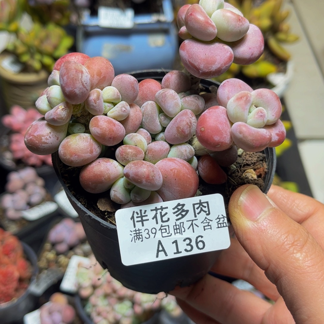 婉***美136腰子洛神9厘米多肉