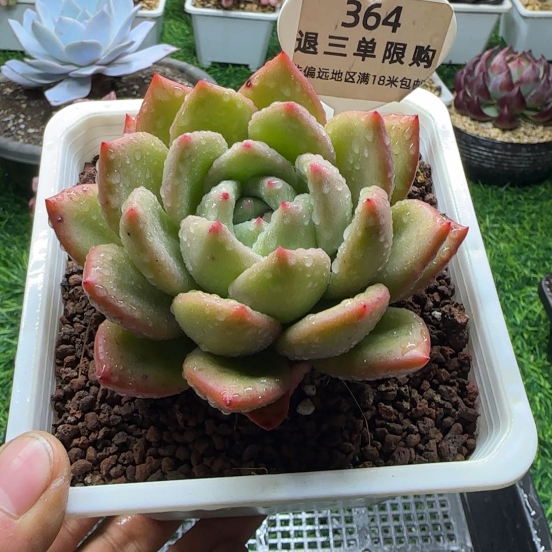 解忧多肉植物编号364