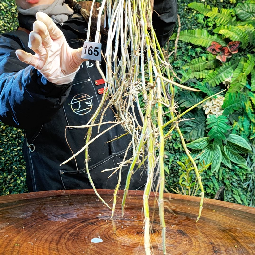 【闪购商品】165金草花花