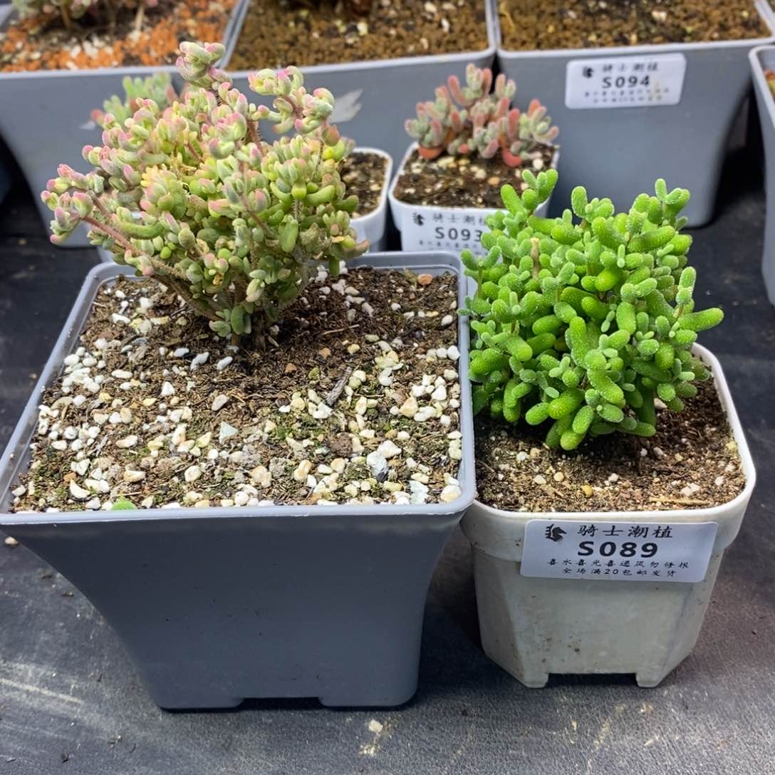 格*089套餐2颗枝干番杏