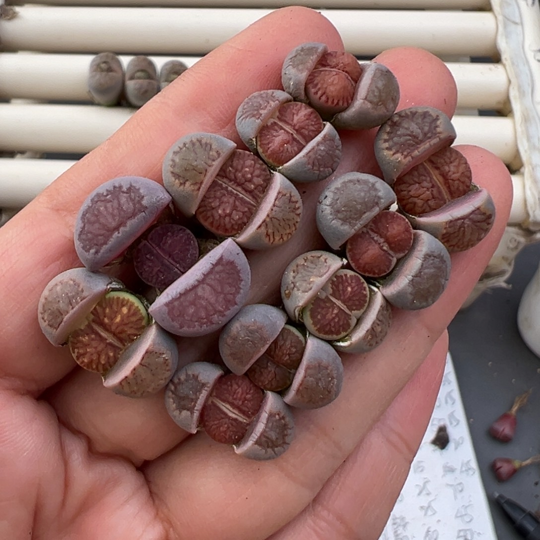 12.28好看的多肉脱土发货948