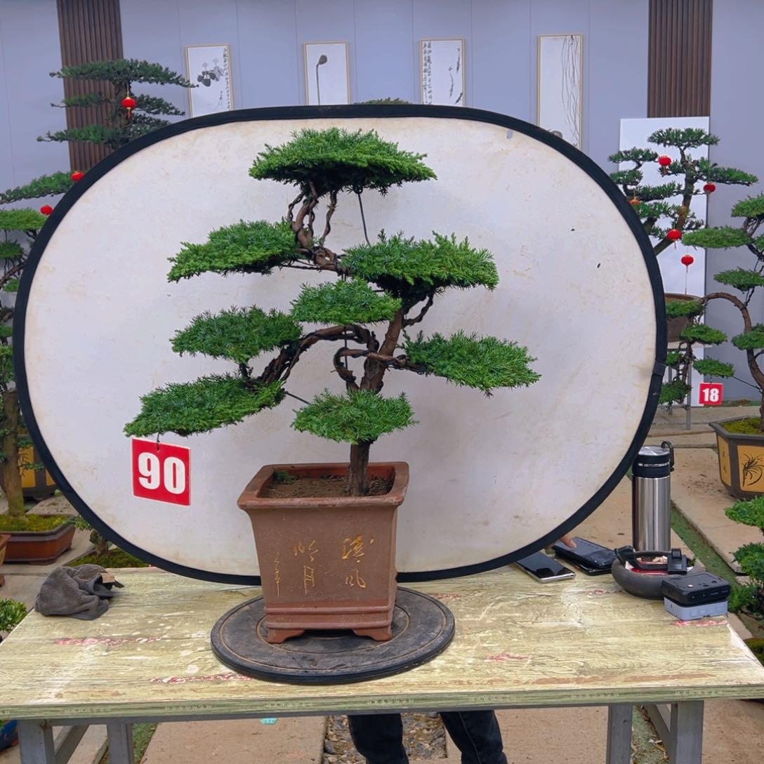 盆景龙爪松造型盆景