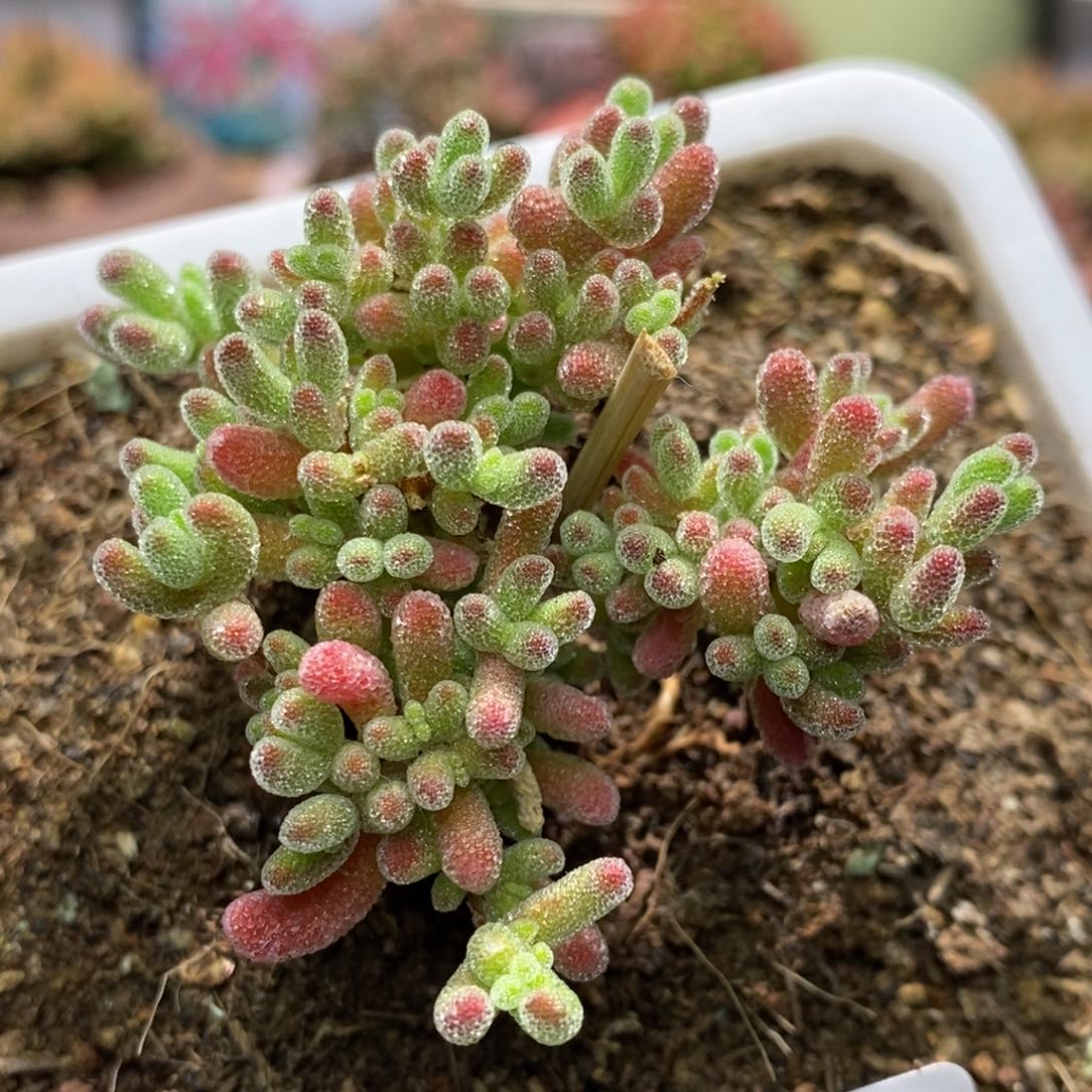 冰晶杂红枝干番杏A311