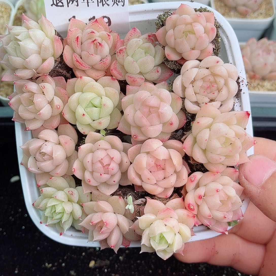 1-19 新疆西藏内蒙不发12.8包邮2-3公分