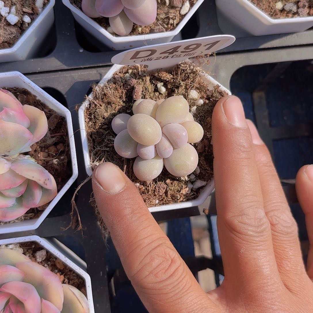 D491奶酪一物一拍