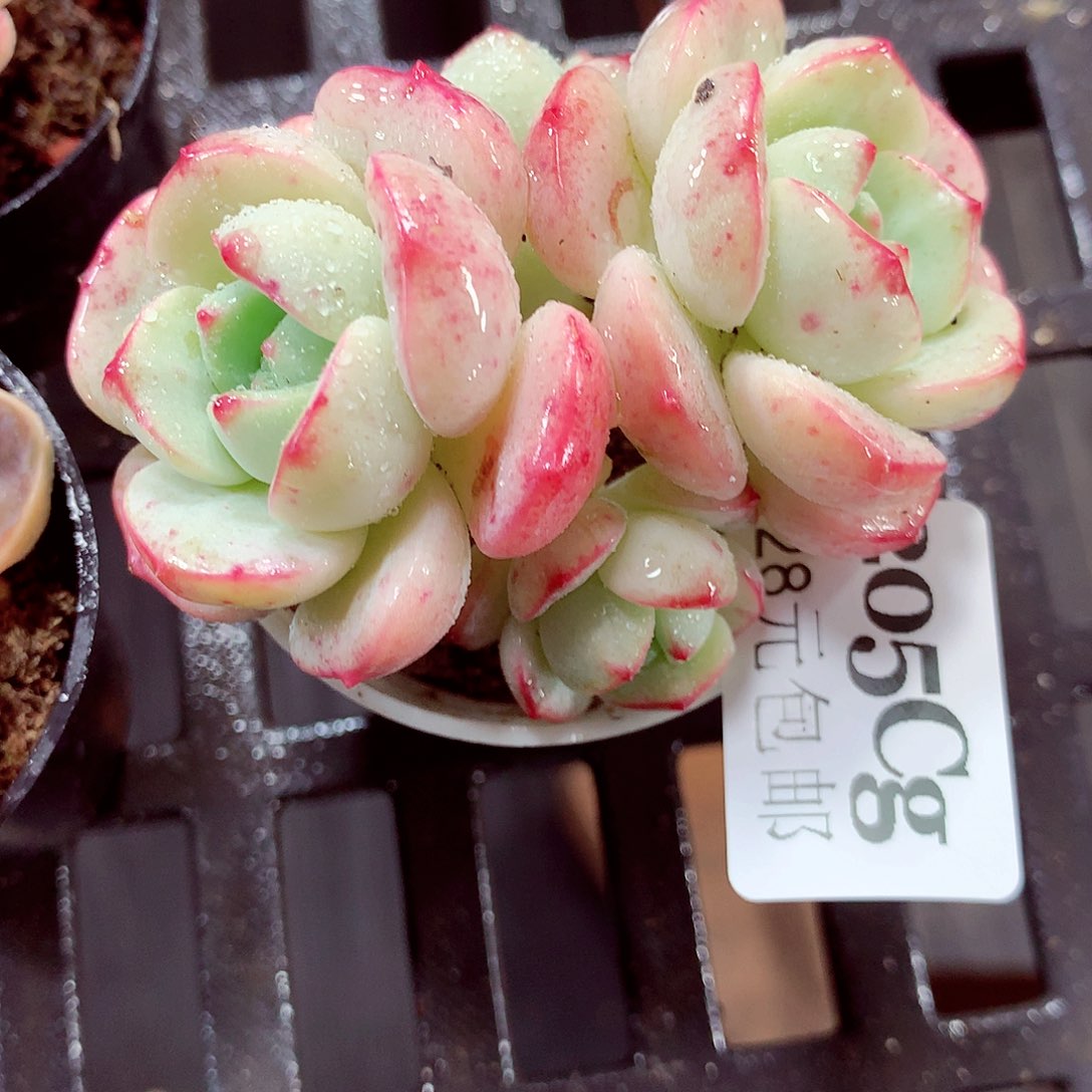 5厘米盆精控多肉205