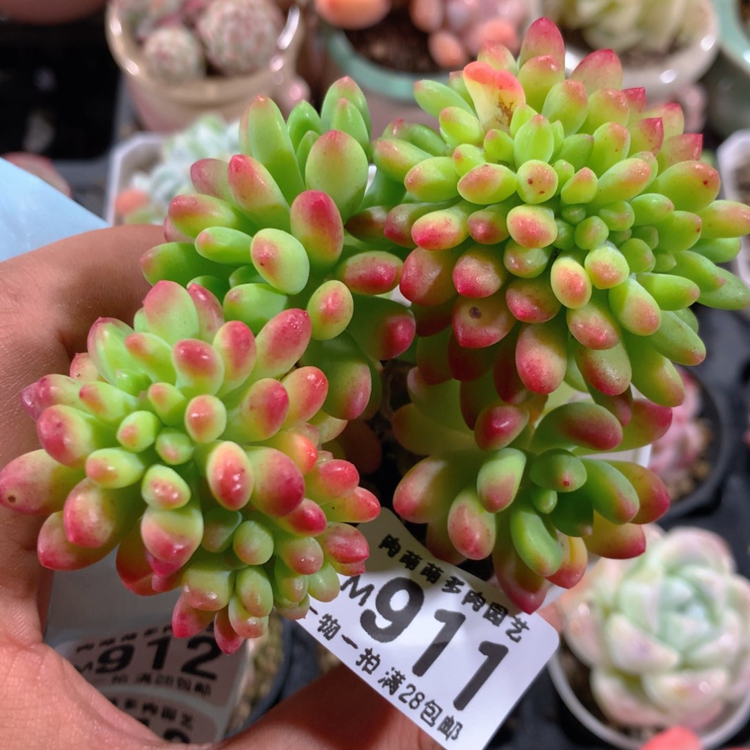 5CM拇指盆精控多肉ZM611