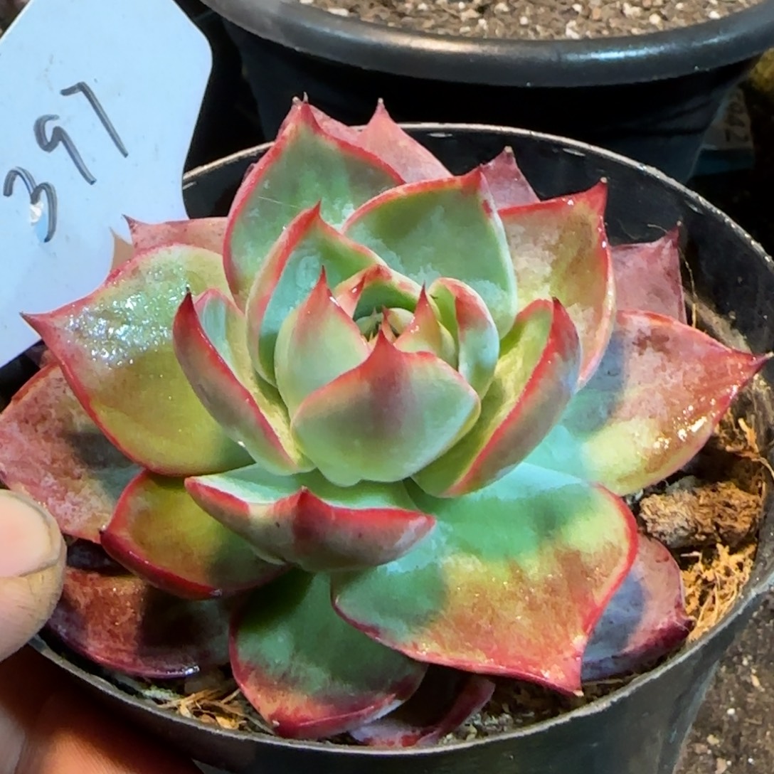 惊鸿一物一拍包装收缩花旱397