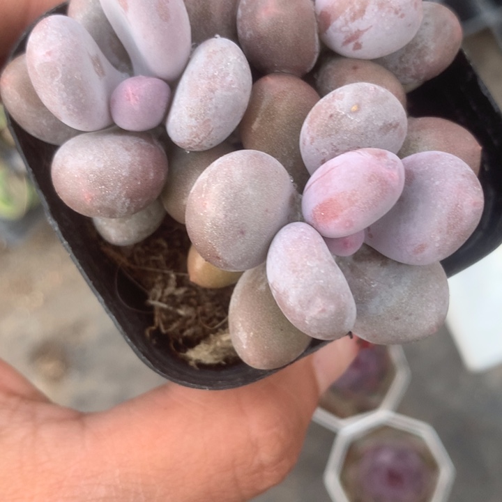 芭比群。一物一拍 