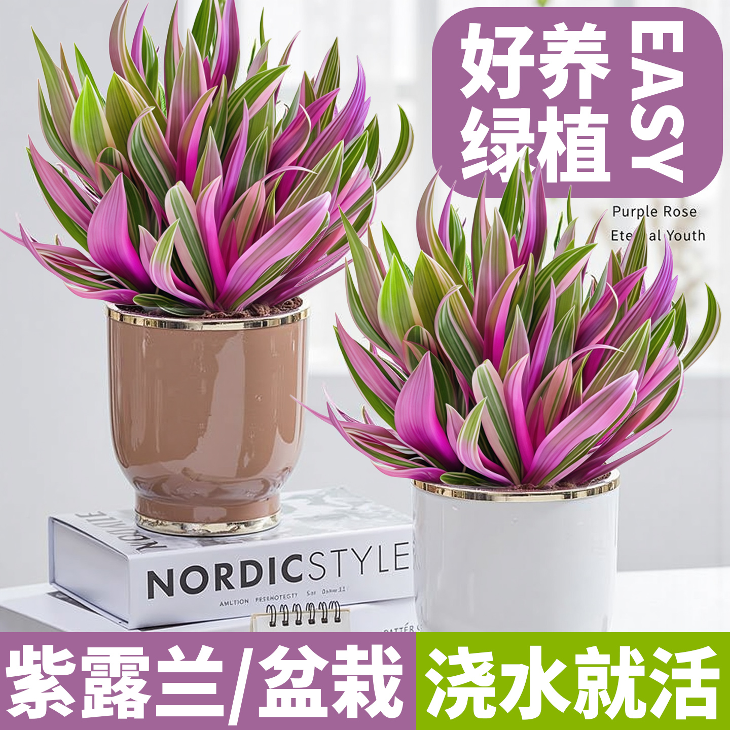 紫露兰盆栽紫背万年青室内绿植花卉油画吊兰净化空气桌面盆栽好养